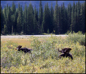 West Elk Wilderness Moose Hunts