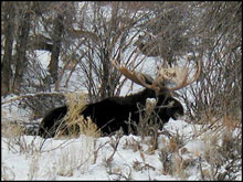Shiras Moose Hunts in the West Elk Wilderness