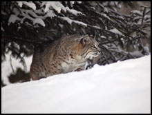 Bobcat Winter Hunts
