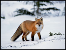 Fox Hunts in the West Elk Wilderness