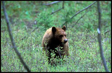 Bear hunts in the West Elks