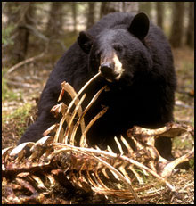 Black Bear in Gunnison Colorado