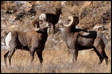 West Elk Wilderness Bighorn Sheep Hunts