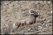 Bighorn Sheep Hunting with Tenderfoot Outfitters Gunnison