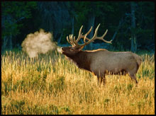 West Elk Wilderness Elk Hunts