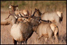 Elk Hunts in the West Elk Wilderness