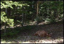 A baby elk resting by the trail
